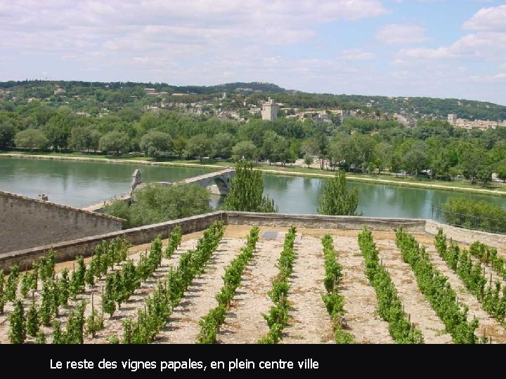 Le reste des vignes papales, en plein centre ville 