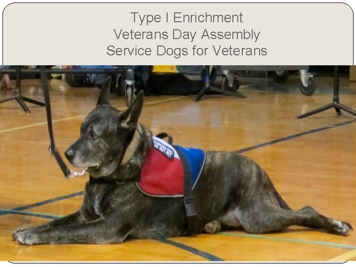 Type I Enrichment Veterans Day Assembly Service Dogs for Veterans Type I Enrichment Veterans Day Assembly Service Dogs for Veterans