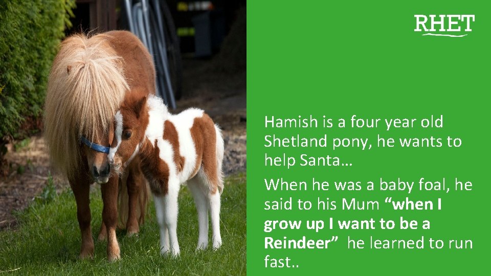 Hamish is a four year old Shetland pony, he wants to help Santa… When