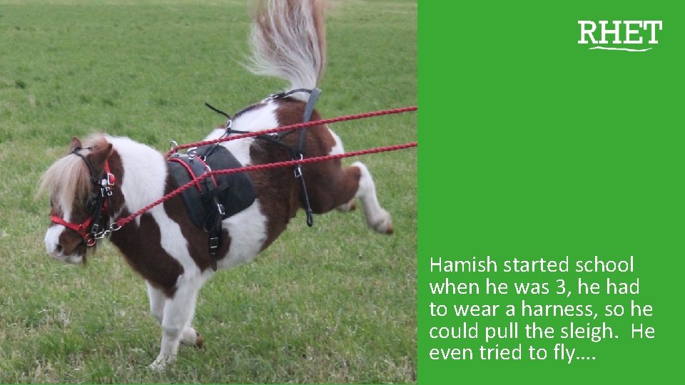 Hamish started school when he was 3, he had to wear a harness, so