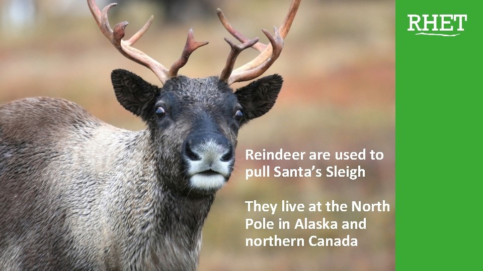 Reindeer are used to pull Santa’s Sleigh They live at the North Pole in