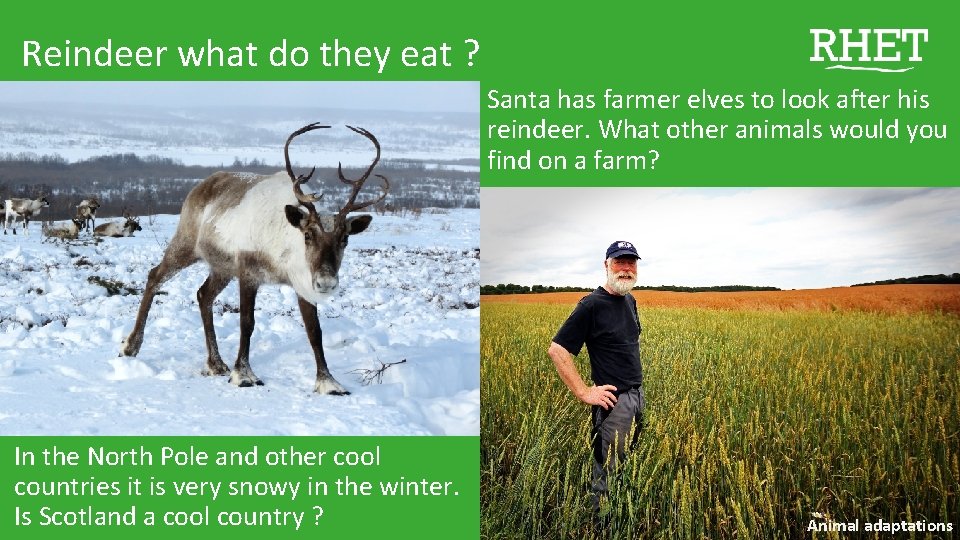 Reindeer what do they eat ? Santa has farmer elves to look after his