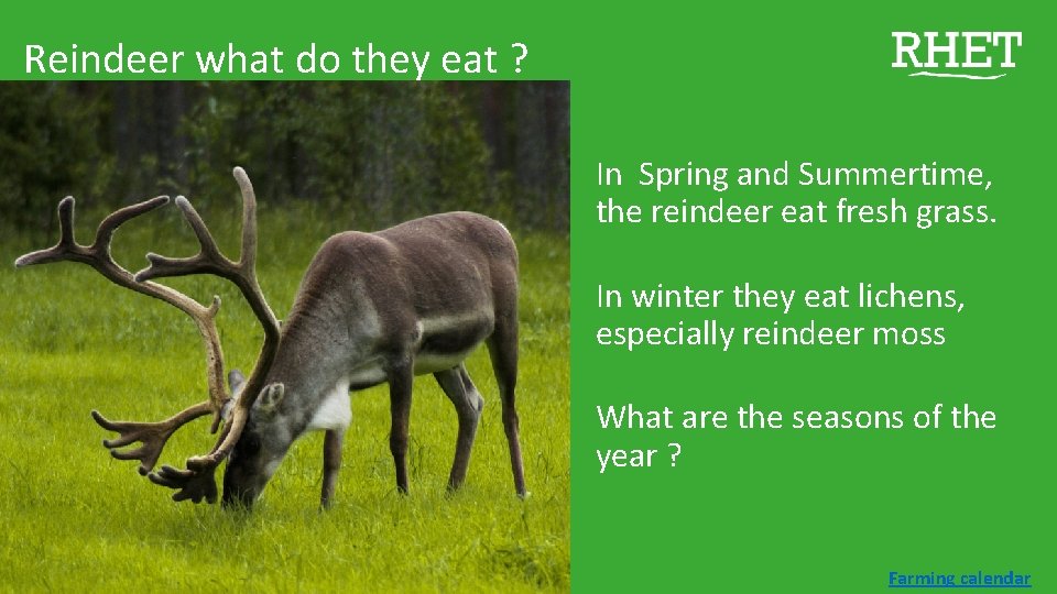 Reindeer what do they eat ? In Spring and Summertime, the reindeer eat fresh