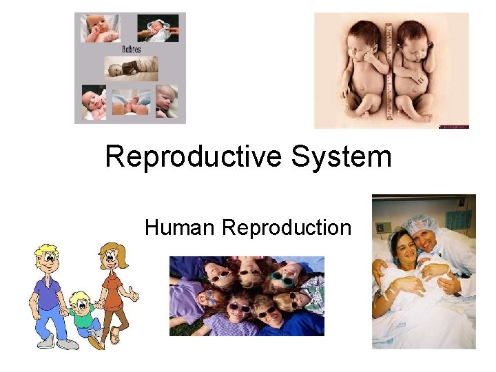 Reproductive System Human Reproduction 