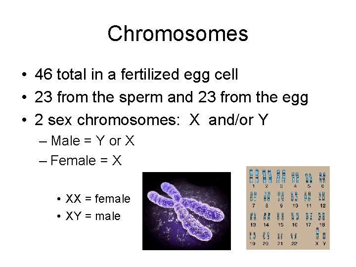 Chromosomes • 46 total in a fertilized egg cell • 23 from the sperm
