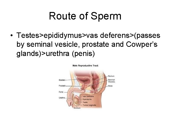 Route of Sperm • Testes>epididymus>vas deferens>(passes by seminal vesicle, prostate and Cowper’s glands)>urethra (penis)