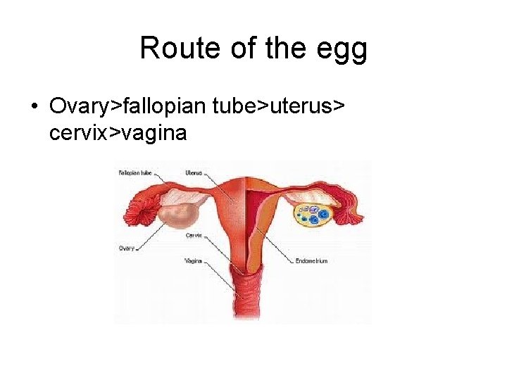 Route of the egg • Ovary>fallopian tube>uterus> cervix>vagina 