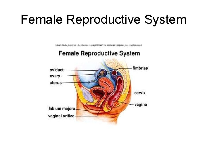 Female Reproductive System 