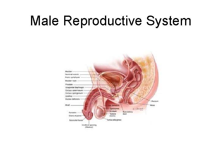 Male Reproductive System 