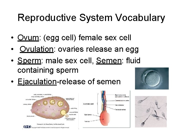 Reproductive System Vocabulary • Ovum: (egg cell) female sex cell • Ovulation: ovaries release