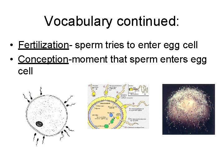 Vocabulary continued: • Fertilization- sperm tries to enter egg cell • Conception-moment that sperm