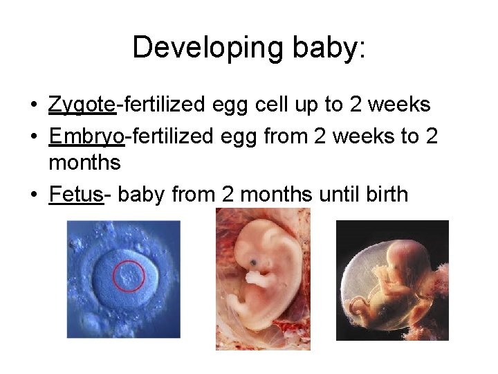 Developing baby: • Zygote-fertilized egg cell up to 2 weeks • Embryo-fertilized egg from