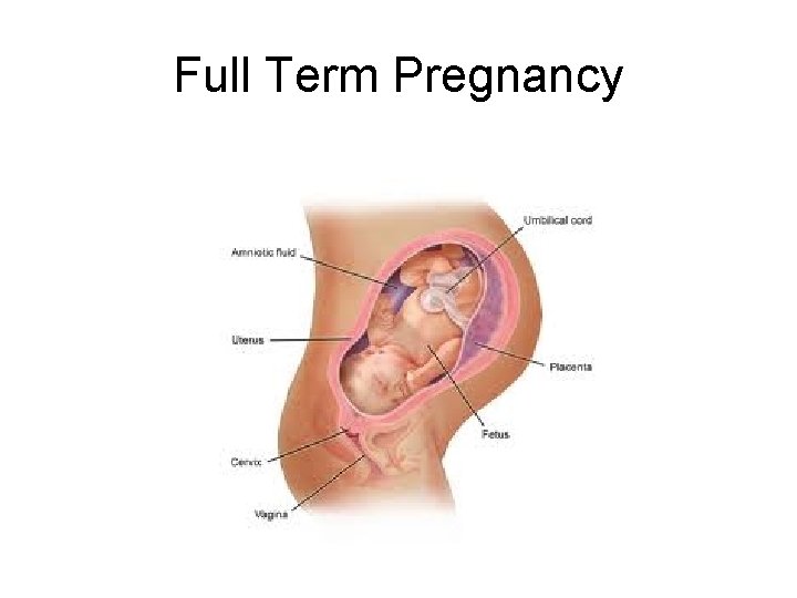 Full Term Pregnancy 