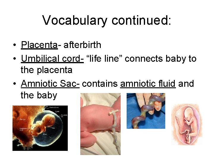 Vocabulary continued: • Placenta- afterbirth • Umbilical cord- “life line” connects baby to the