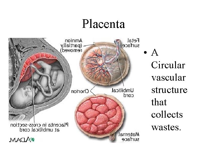 Placenta • A Circular vascular structure that collects wastes. 