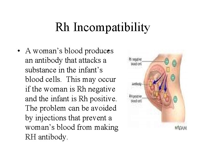 Rh Incompatibility • A woman’s blood produces • an antibody that attacks a substance