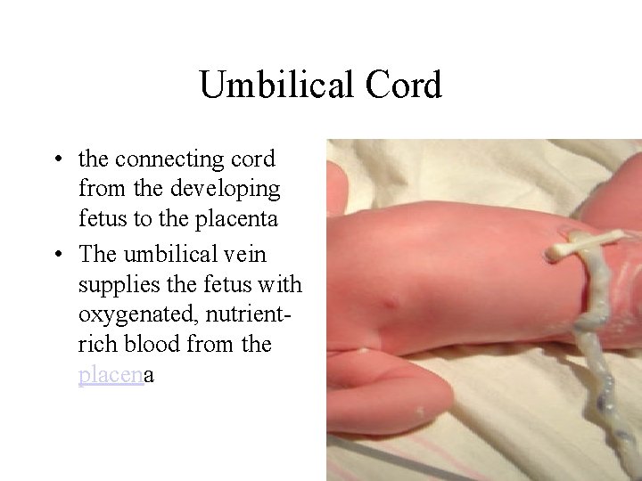 Umbilical Cord • the connecting cord from the developing fetus to the placenta •