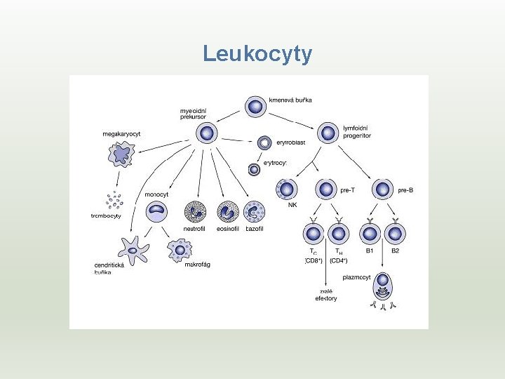 Leukocyty 