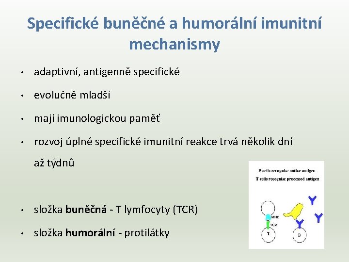 Specifické buněčné a humorální imunitní mechanismy • adaptivní, antigenně specifické • evolučně mladší •