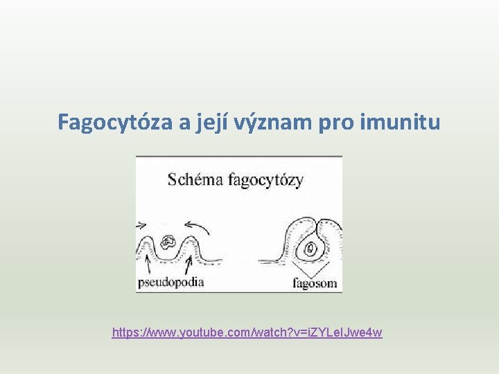 Fagocytóza a její význam pro imunitu https: //www. youtube. com/watch? v=i. ZYLe. IJwe 4