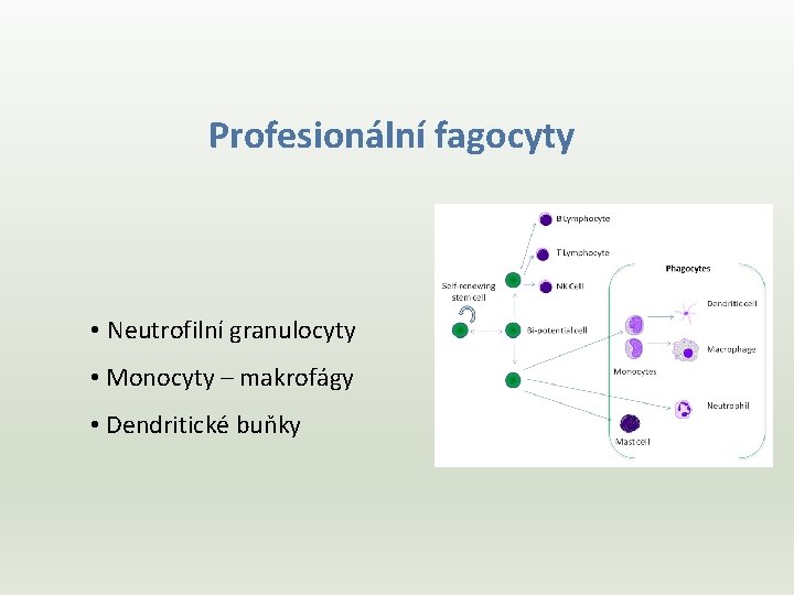Profesionální fagocyty • Neutrofilní granulocyty • Monocyty – makrofágy • Dendritické buňky 