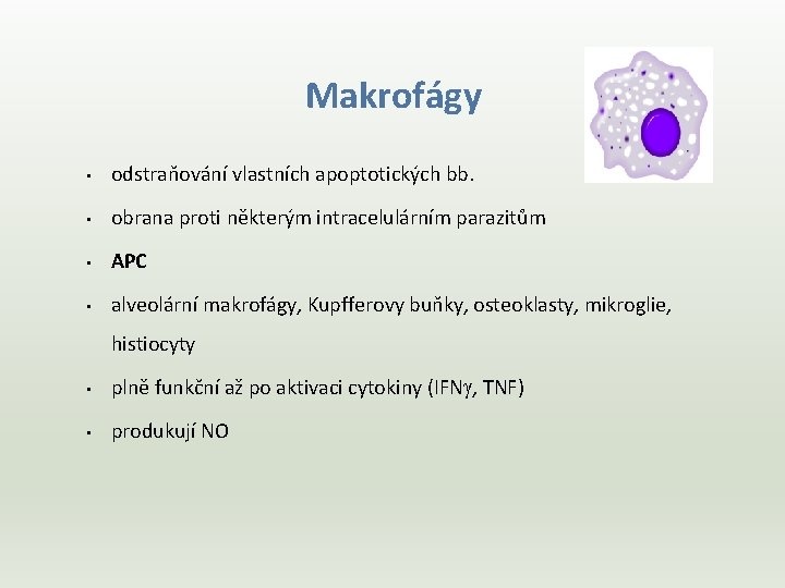 Makrofágy • odstraňování vlastních apoptotických bb. • obrana proti některým intracelulárním parazitům • APC