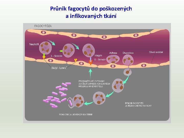 Průnik fagocytů do poškozených a infikovaných tkání 