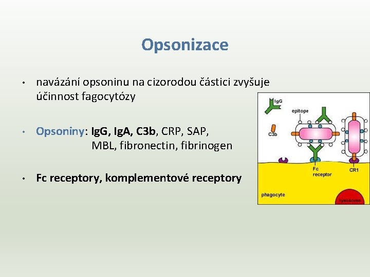 Opsonizace • • • navázání opsoninu na cizorodou částici zvyšuje účinnost fagocytózy Opsoniny: Ig.