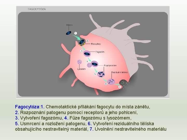 Fagocytóza: 1. Chemotaktické přilákání fagocytu do místa zánětu, 2. Rozpoznání patogenu pomocí receptorů a