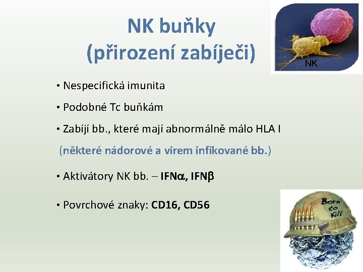 NK buňky (přirození zabíječi) • Nespecifická imunita • Podobné Tc buňkám • Zabíjí bb.