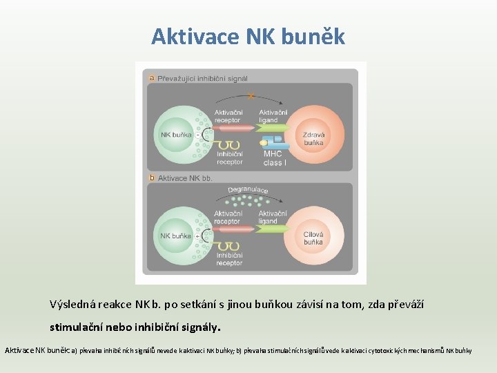 Aktivace NK buněk Výsledná reakce NK b. po setkání s jinou buňkou závisí na