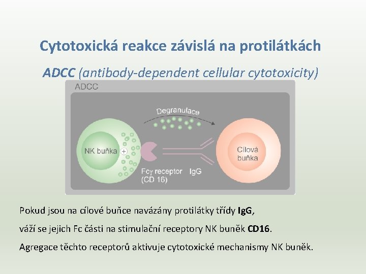 Cytotoxická reakce závislá na protilátkách ADCC (antibody-dependent cellular cytotoxicity) Pokud jsou na cílové buňce