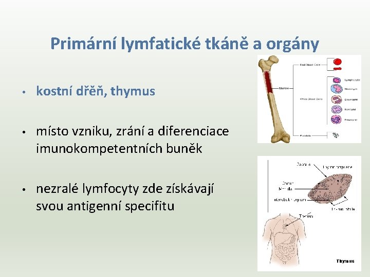 Primární lymfatické tkáně a orgány • • • kostní dřěň, thymus místo vzniku, zrání
