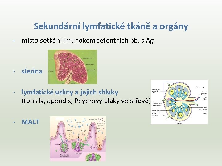 Sekundární lymfatické tkáně a orgány • místo setkání imunokompetentních bb. s Ag • slezina