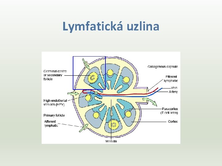 Lymfatická uzlina 