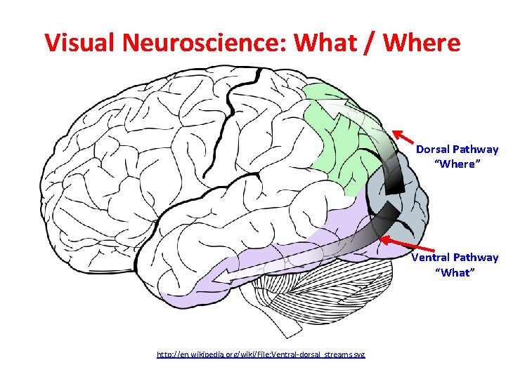 Visual Neuroscience: What / Where Dorsal Pathway “Where” Ventral Pathway “What” http: //en. wikipedia.