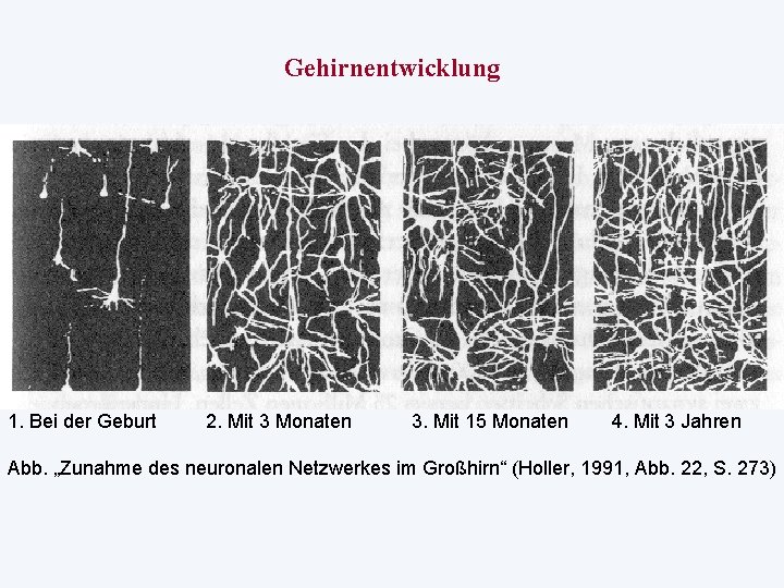 Gehirnentwicklung 1. Bei der Geburt 2. Mit 3 Monaten 3. Mit 15 Monaten 4.