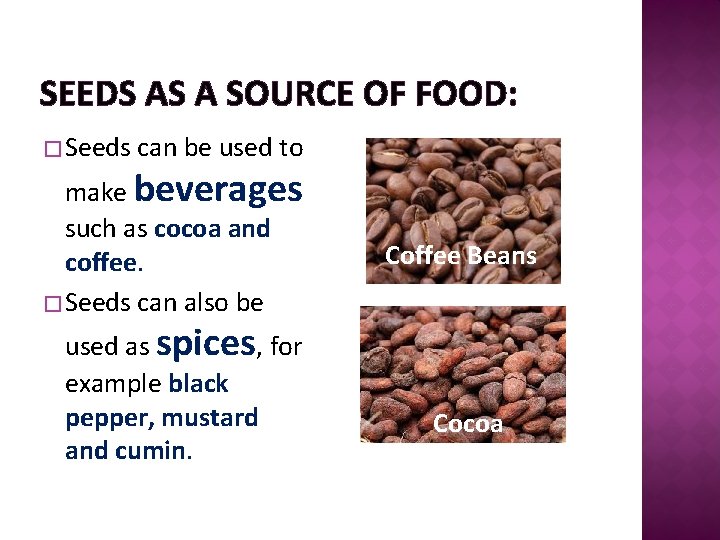 SEEDS AS A SOURCE OF FOOD: � Seeds can be used to make beverages