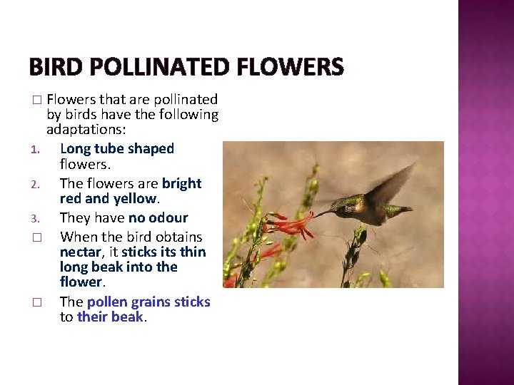 BIRD POLLINATED FLOWERS Flowers that are pollinated by birds have the following adaptations: 1.