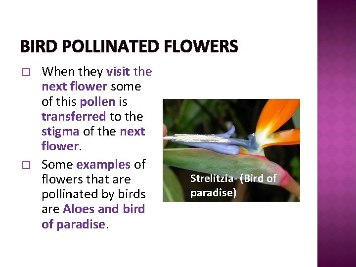 BIRD POLLINATED FLOWERS � � When they visit the next flower some of this