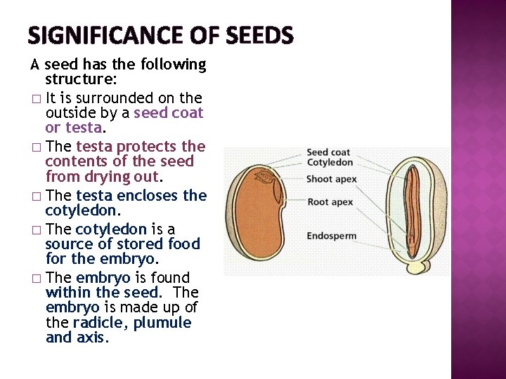 SIGNIFICANCE OF SEEDS A seed has the following structure: � It is surrounded on