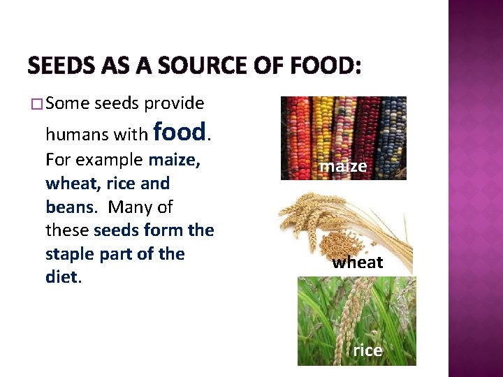 SEEDS AS A SOURCE OF FOOD: � Some seeds provide humans with food. For