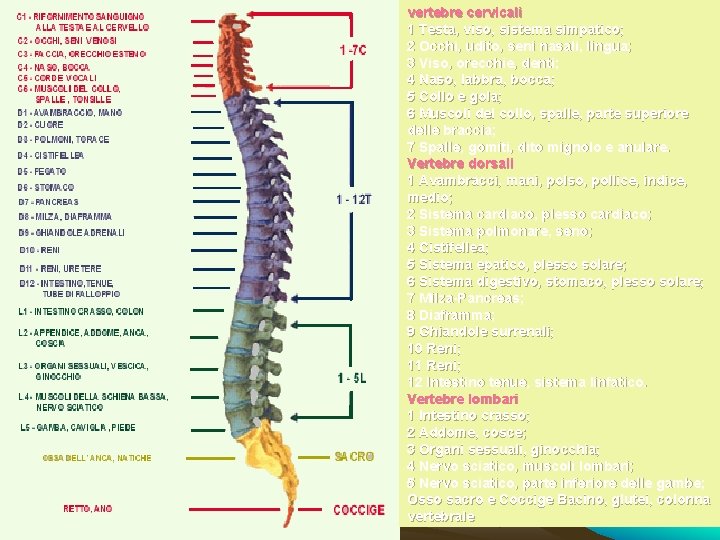vertebre cervicali 1 Testa, viso, sistema simpatico; 2 Occhi, udito, seni nasali, lingua; 3