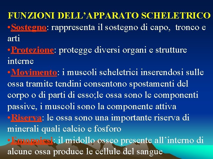 FUNZIONI DELL’APPARATO SCHELETRICO • Sostegno: rappresenta il sostegno di capo, tronco e arti •