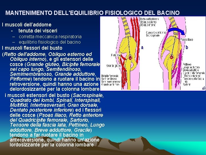 MANTENIMENTO DELL'EQUILIBRIO FISIOLOGICO DEL BACINO I muscoli dell’addome - tenuta dei visceri – corretta