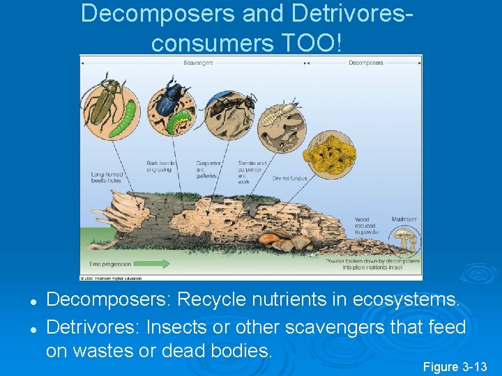 Decomposers and Detrivoresconsumers TOO! l l Decomposers: Recycle nutrients in ecosystems. Detrivores: Insects or Decomposers and Detrivoresconsumers TOO! l l Decomposers: Recycle nutrients in ecosystems. Detrivores: Insects or