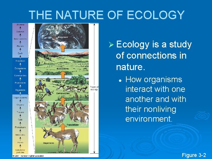 THE NATURE OF ECOLOGY Ø Ecology is a study of connections in nature. l THE NATURE OF ECOLOGY Ø Ecology is a study of connections in nature. l