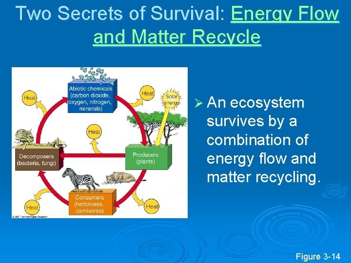 Two Secrets of Survival: Energy Flow and Matter Recycle Ø An ecosystem survives by Two Secrets of Survival: Energy Flow and Matter Recycle Ø An ecosystem survives by