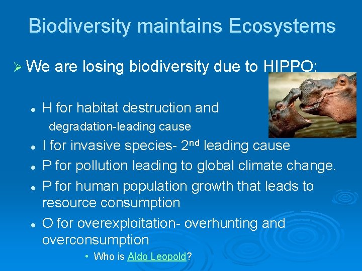Biodiversity maintains Ecosystems Ø We are losing biodiversity due to HIPPO: l H for Biodiversity maintains Ecosystems Ø We are losing biodiversity due to HIPPO: l H for