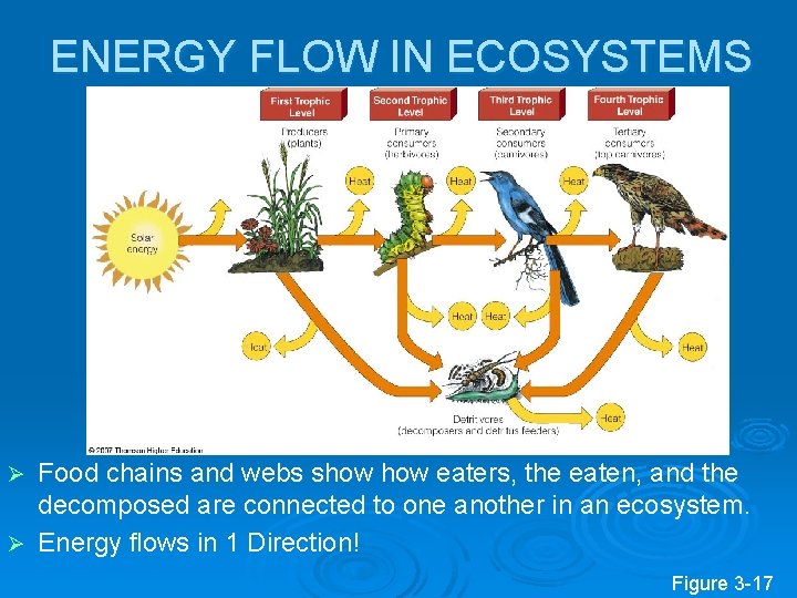 ENERGY FLOW IN ECOSYSTEMS Food chains and webs show eaters, the eaten, and the ENERGY FLOW IN ECOSYSTEMS Food chains and webs show eaters, the eaten, and the